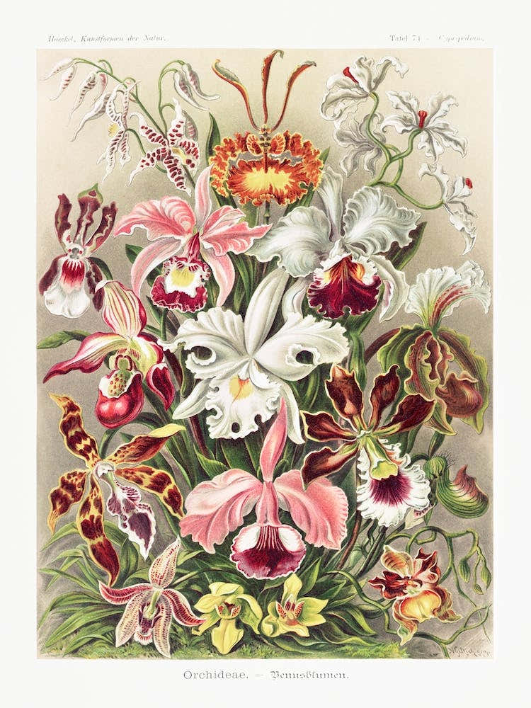 Orchideae–Denusblumen, Ernst Haeckel