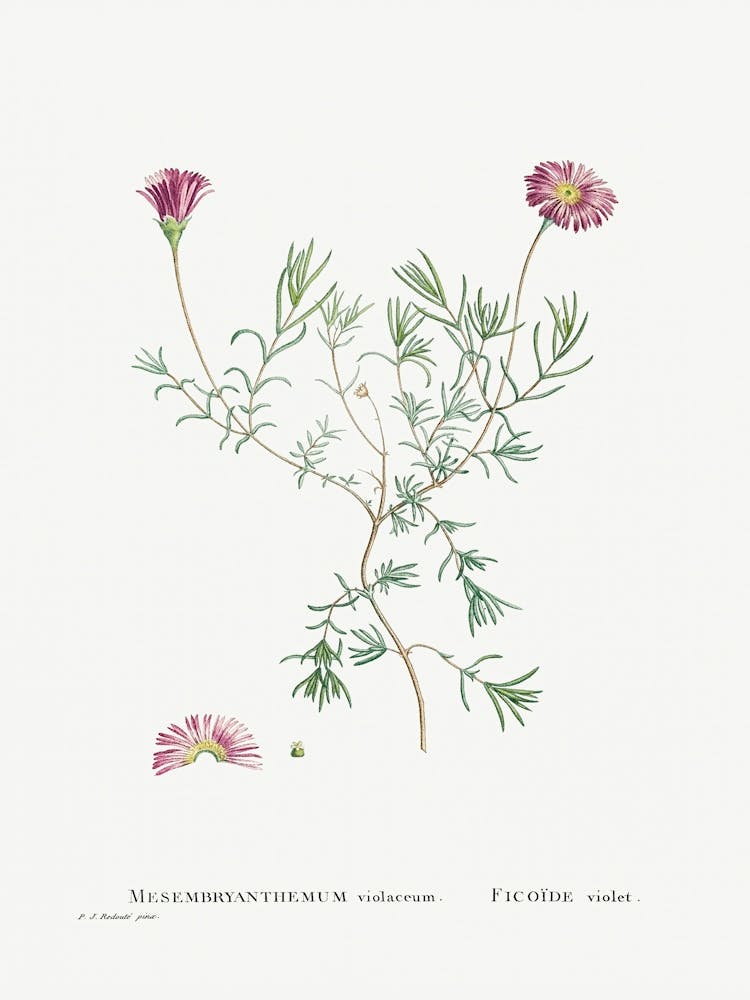 Mesembryanthemum Violaceum From Histoire Des Plantes Grasses (1799), Pierre Joseph Redoute