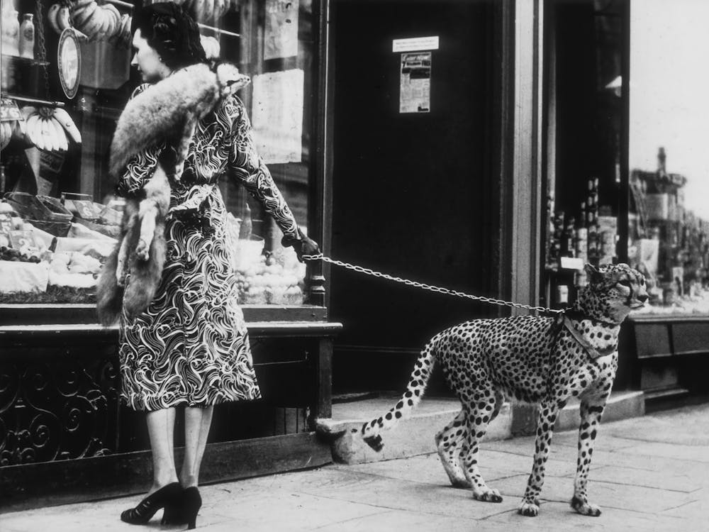 Cheetah And Woman, Leopard On A Leash, Black and White Old Photo, Vintage Fashion