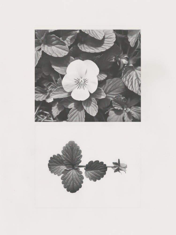 Pansy Flower Photo Collage 2