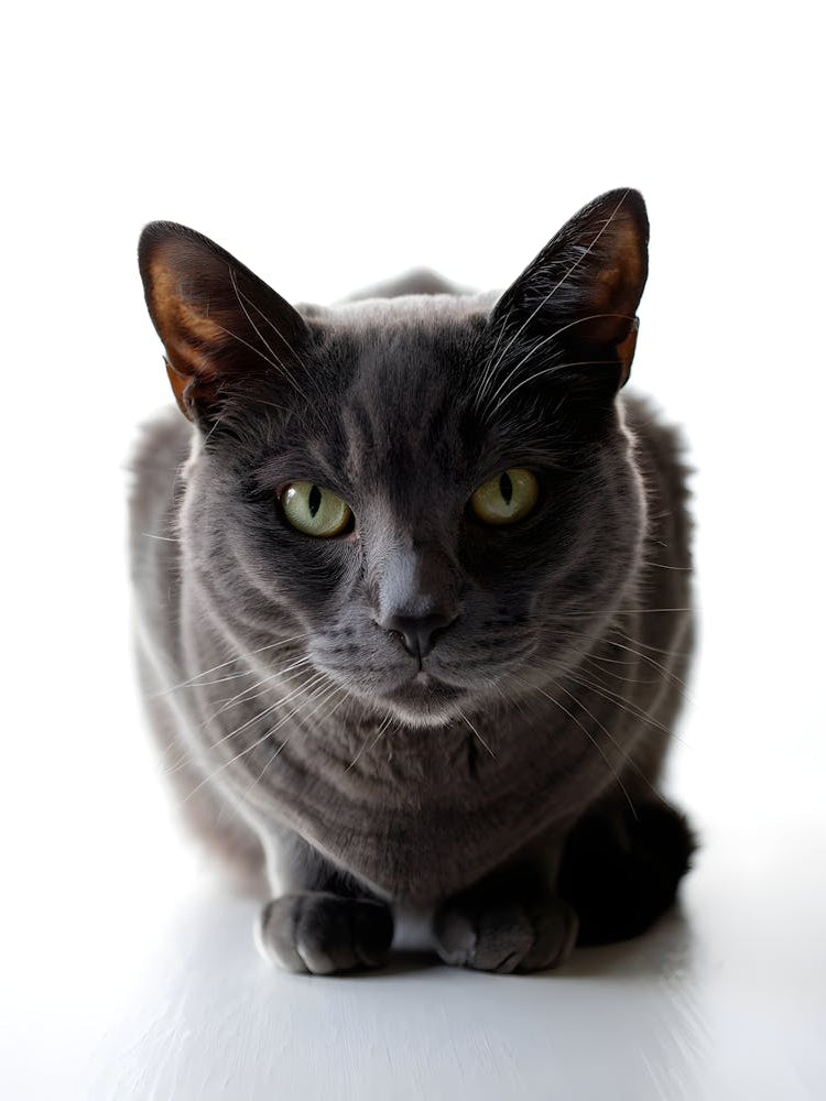 Gray Cat with Green Eyes