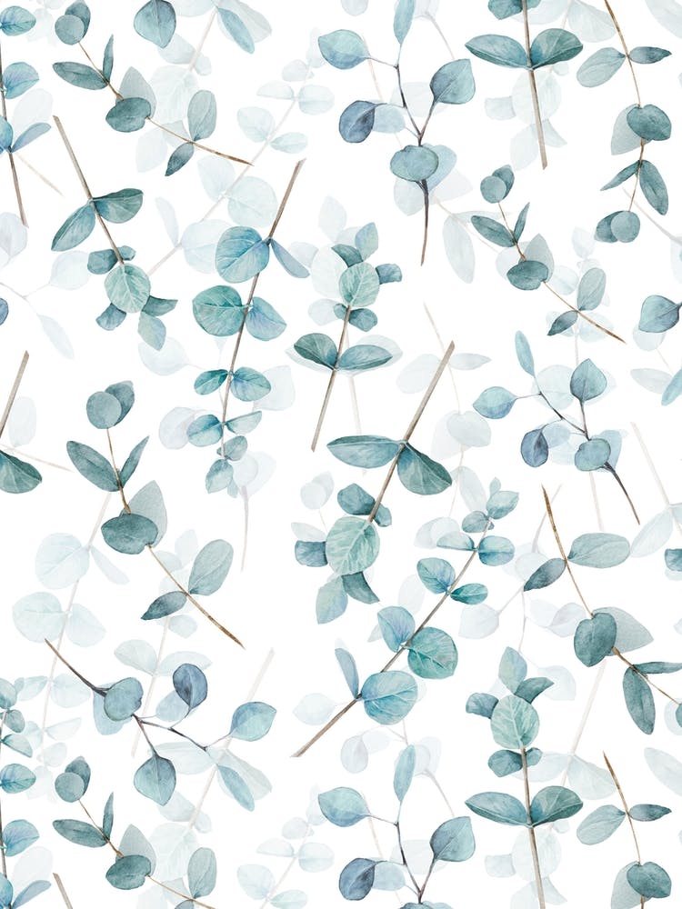 Eucalyptus Leaves And Branches