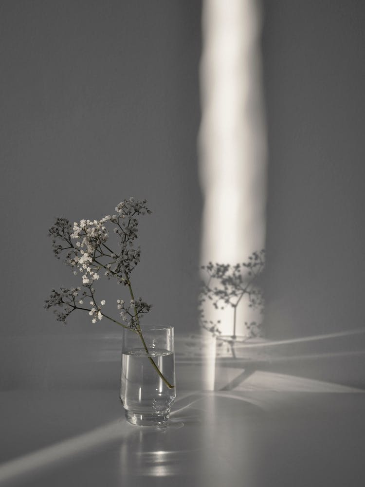 Flower Branch In A Magic Sunbeam