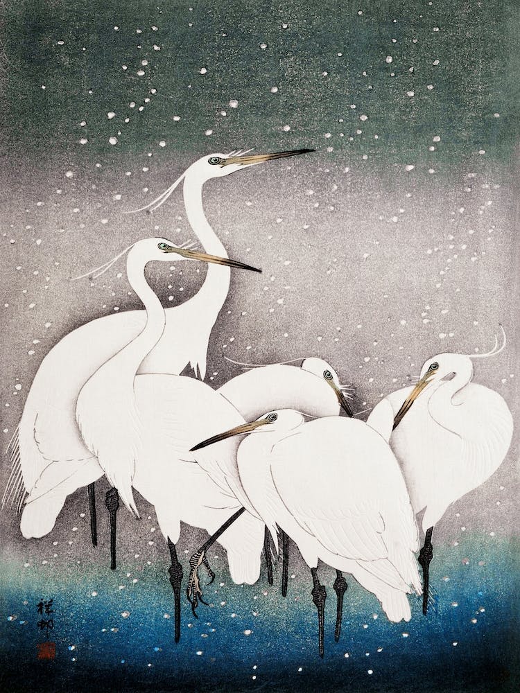 Group Of Egrets