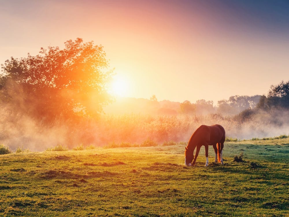 Horse Sunrise