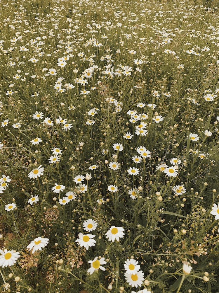 Daisy Field