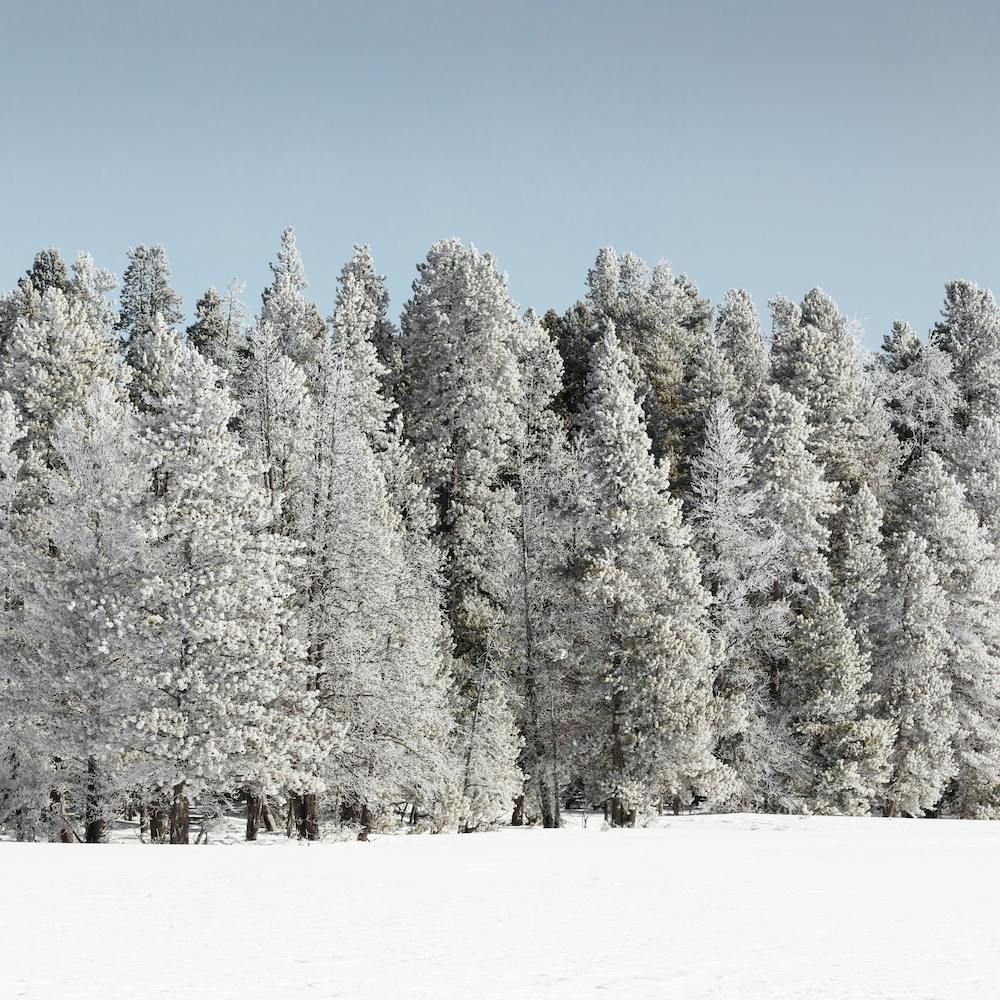 Arbres d'Hiver, Parc National de Yellowstone