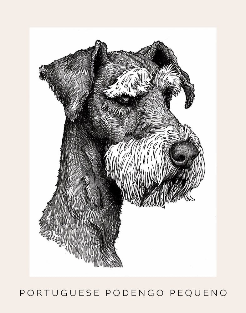 Portuguese Podengo Pequeno Dog Poster 1
