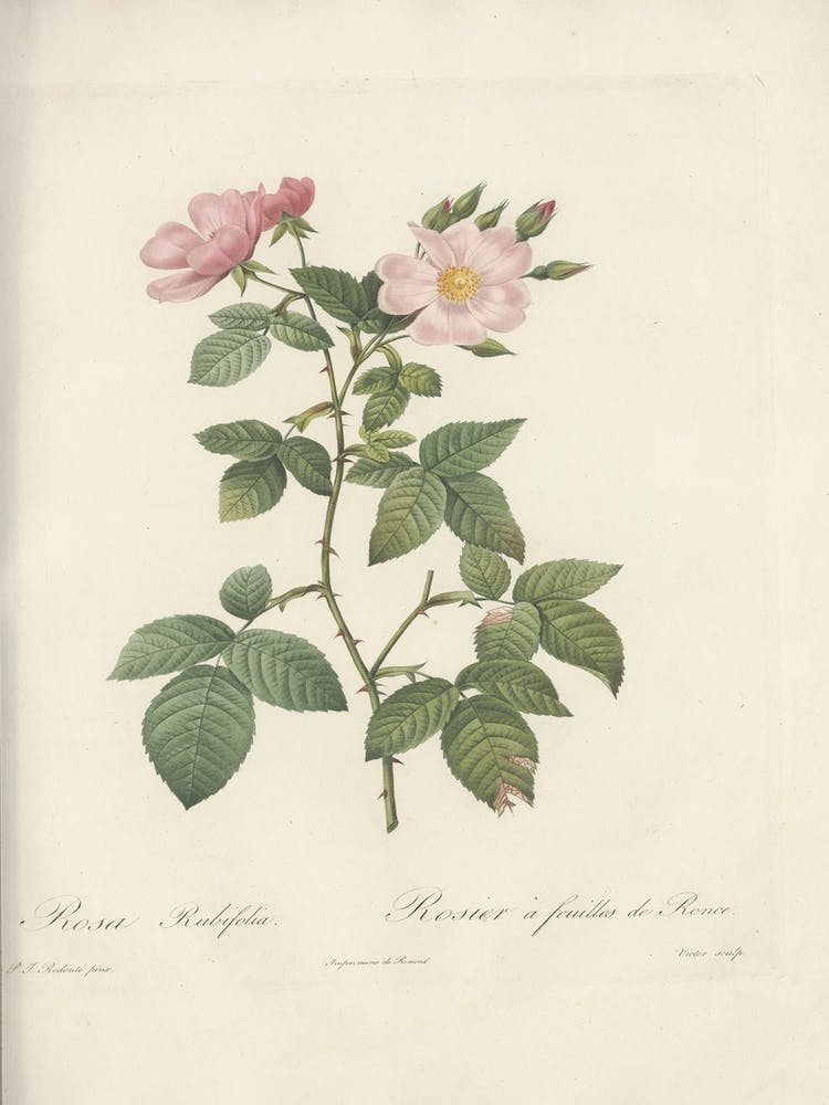 Rose Illustration, Pierre Joseph Redoute, Pierre Joseph Redoute(140)