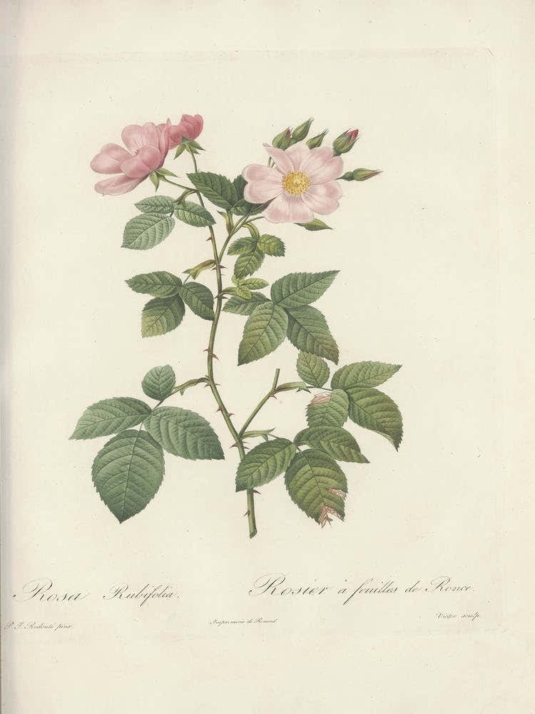 Rose Illustration, Pierre Joseph Redoute, Pierre Joseph Redoute(140)