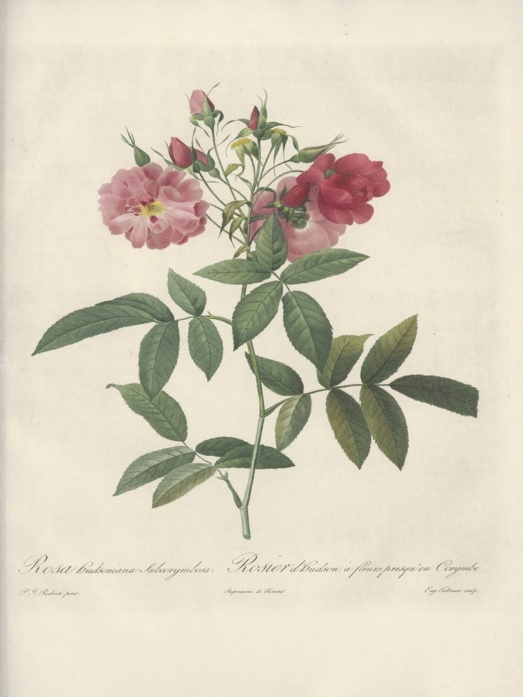 Rose Illustration, Pierre Joseph Redoute (87)