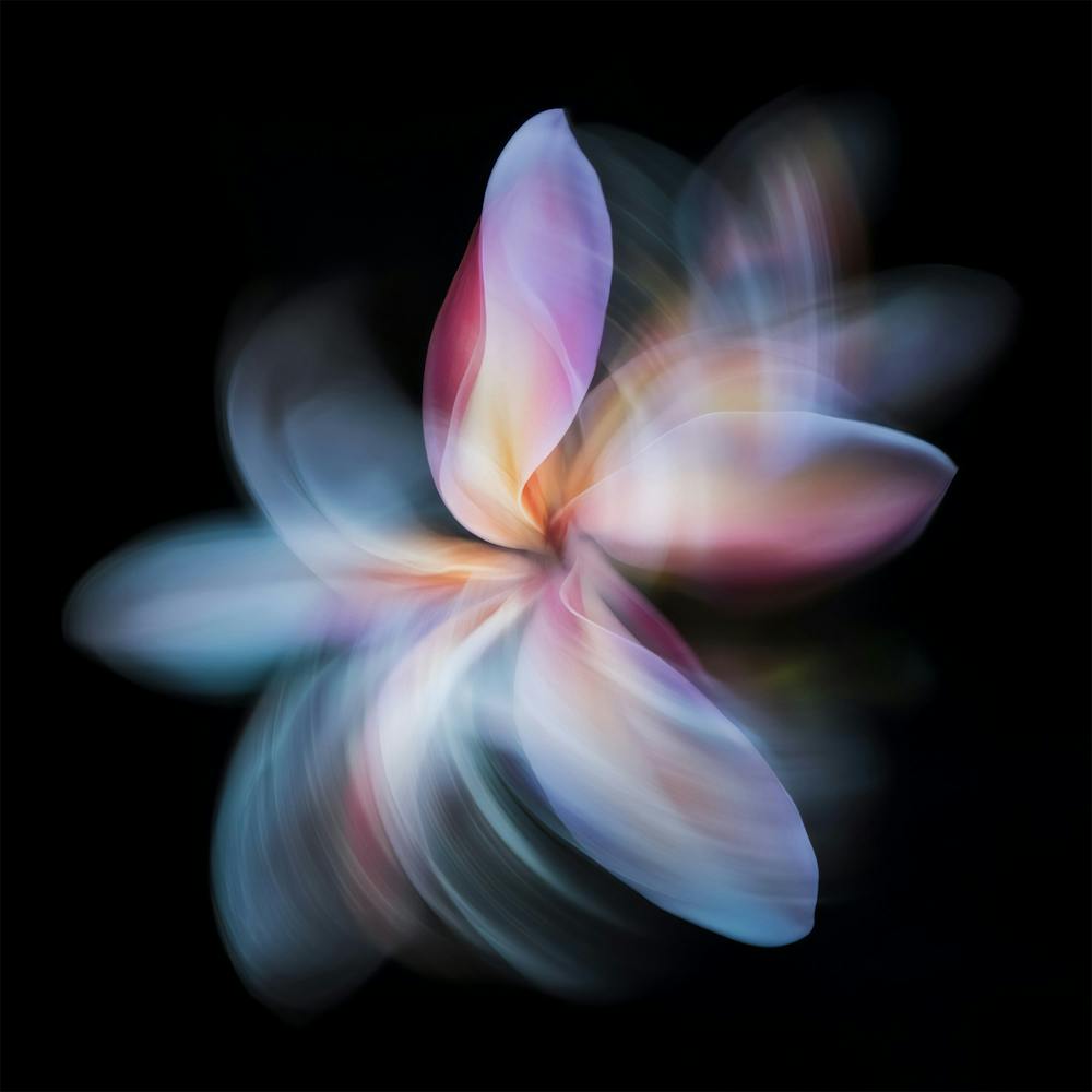 Flower In Motion 1