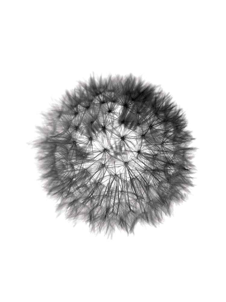 Grey Grafic Dandelion