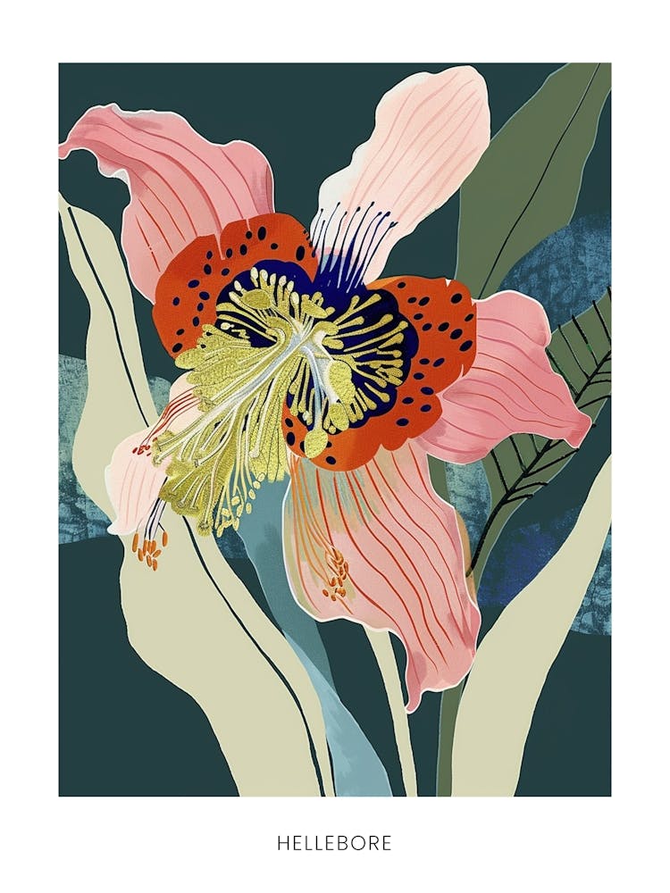 Colourful Flower Illustration Poster Hellebore 2