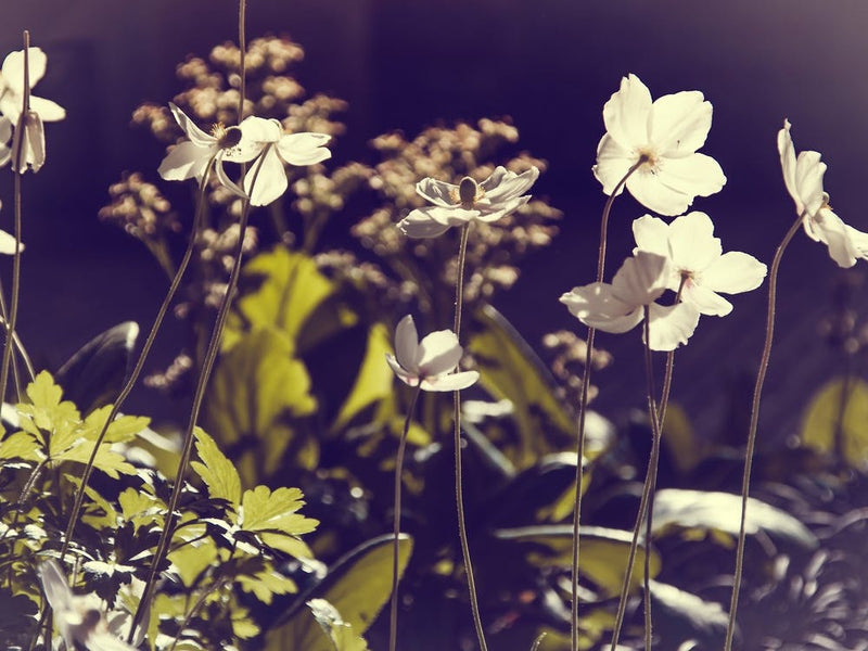 Frail white blooms