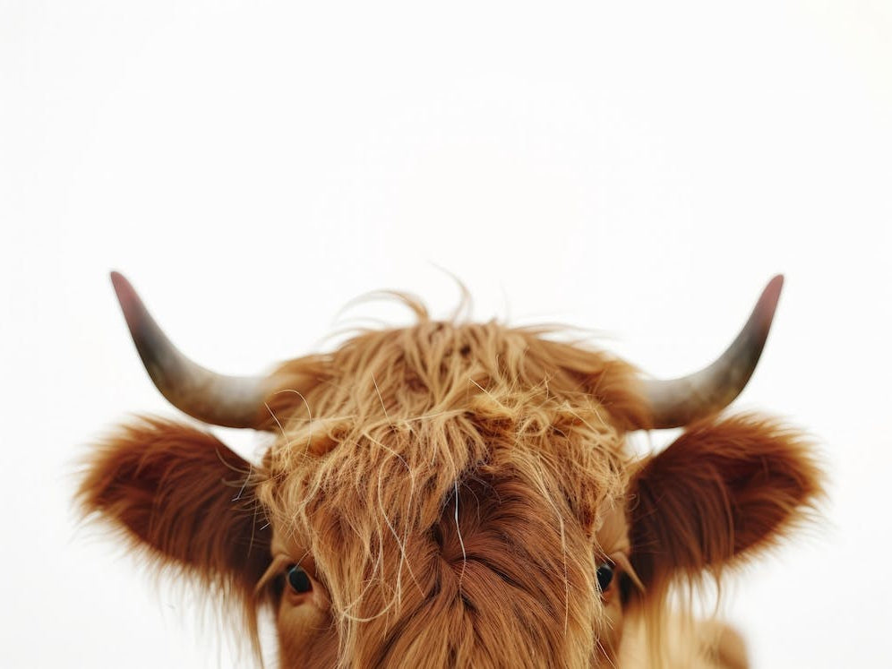 Highland Cow 10