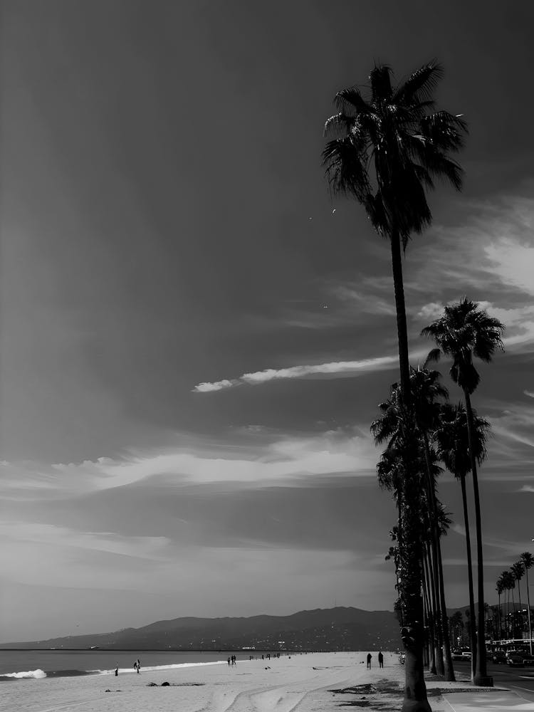 Palm Trees On The Beach 2