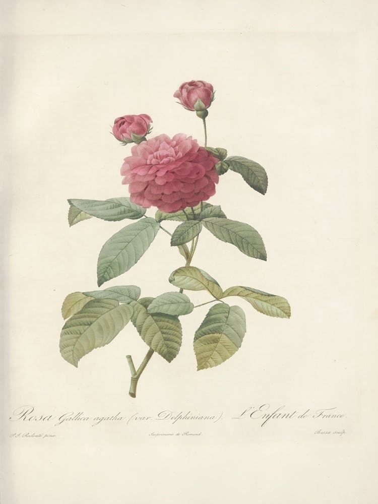 Rose Illustration, Pierre Joseph Redoute(99)