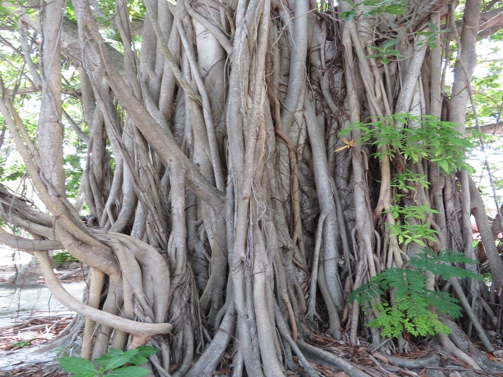Banyan Tree Tropical Multistem The Maldives