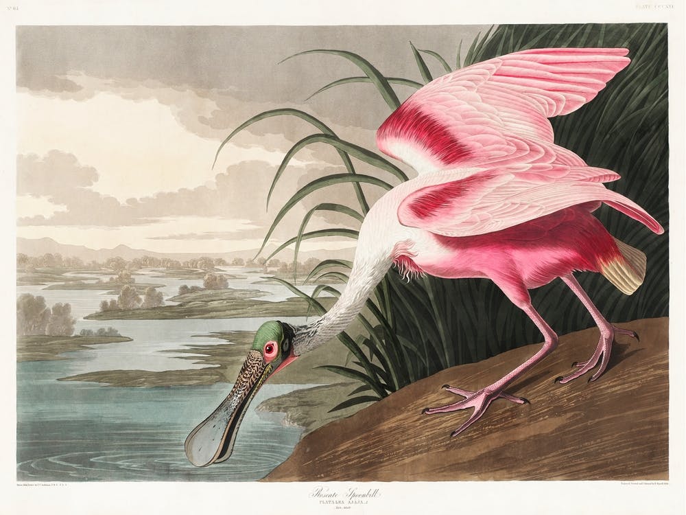 Spatule rosée, Platalea Leucorodia, De 'The Birds Of America', 1836 Par John James Audubon