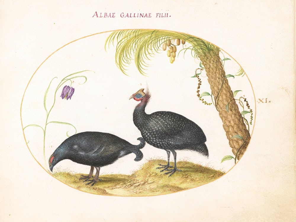 Flying And Amphibious Animals, Joris Hoefnagel (3)