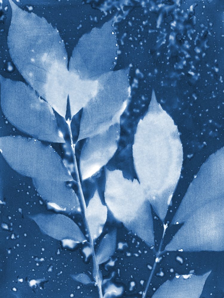 Moody Leaves Blue and White Botanical Cyanotype