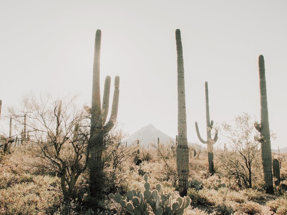 Désert de Tucson