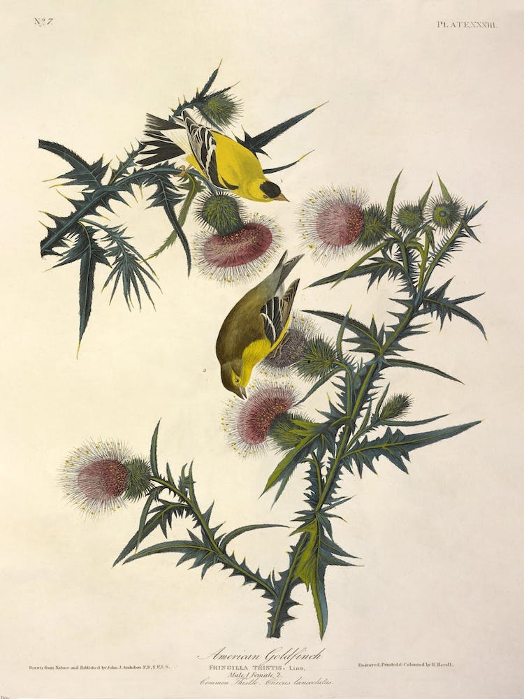 American Goldfinch, John James Audubon