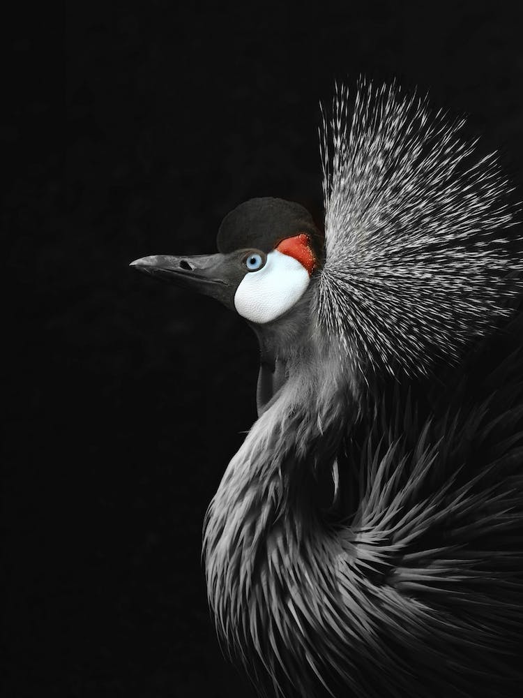 Crowned Crane in