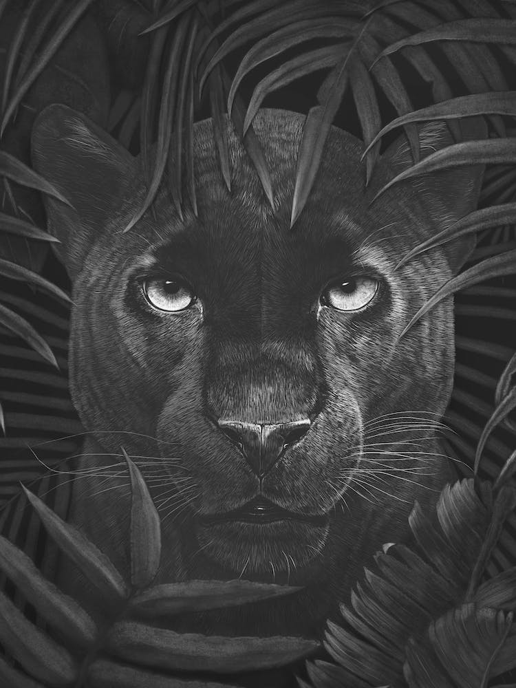 Panther In Jungle