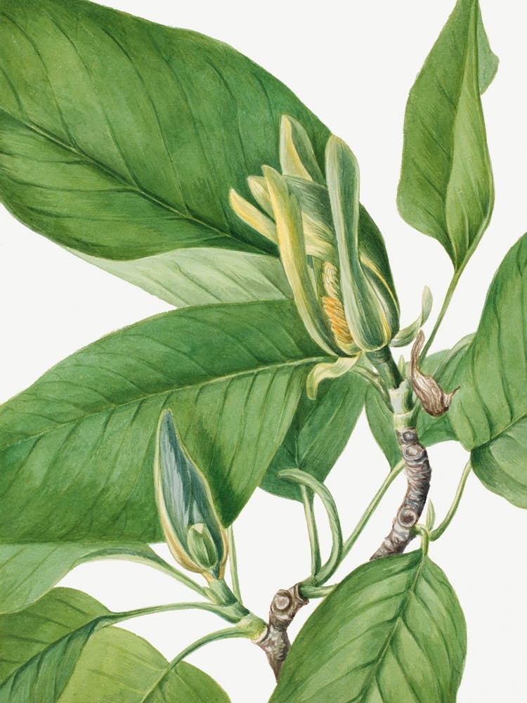 Vintage Botanical Mary Vaux Walcott _2732408