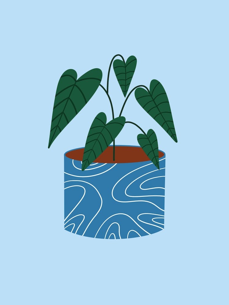 Pot Plant