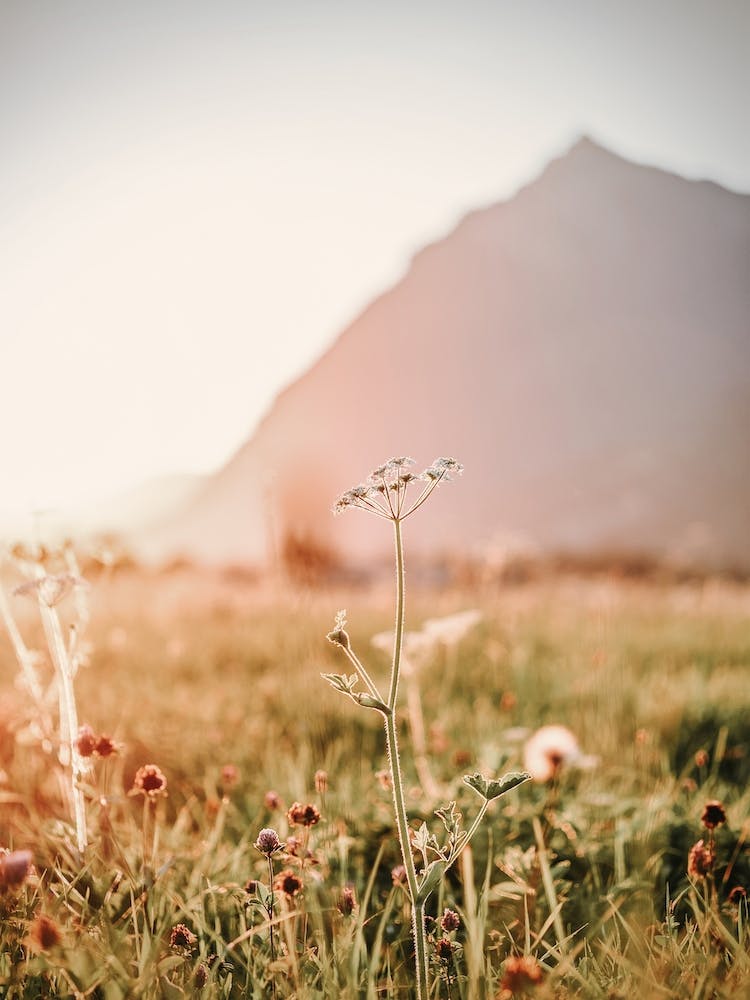 Warm Wildflower Scenery