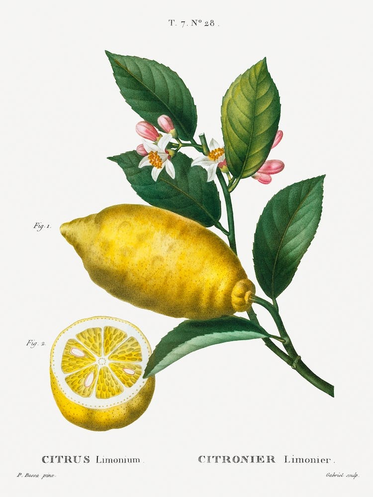 Vintage Redouté 1 Citrus Limonium