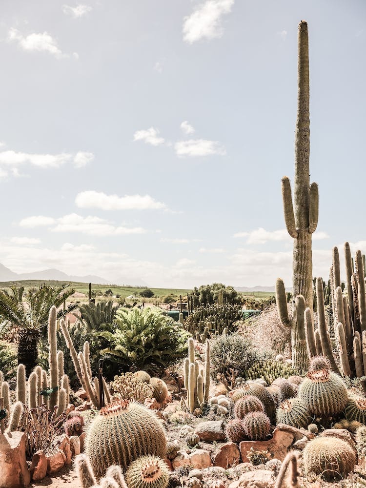 Catus Farm