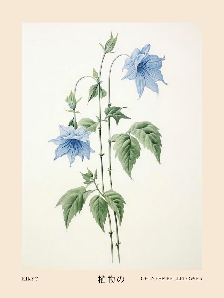 Kikyo Chinese Bellflower 1 Vintage Japanese Botanical Poster