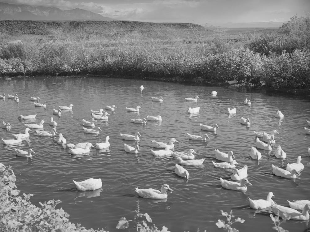 Ducks On The Pond, Washington County, Utah By Russell Lee