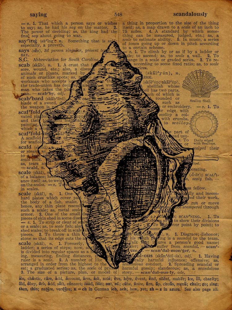 Seashell