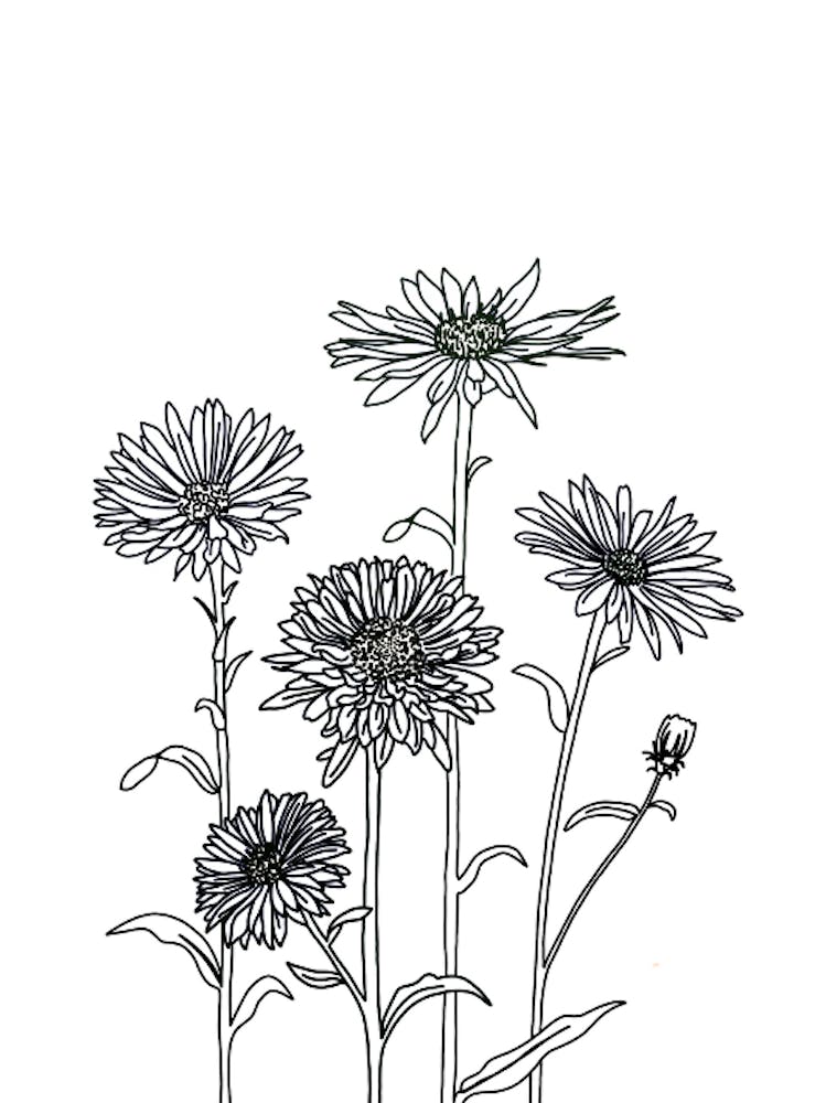 Aster Drawing