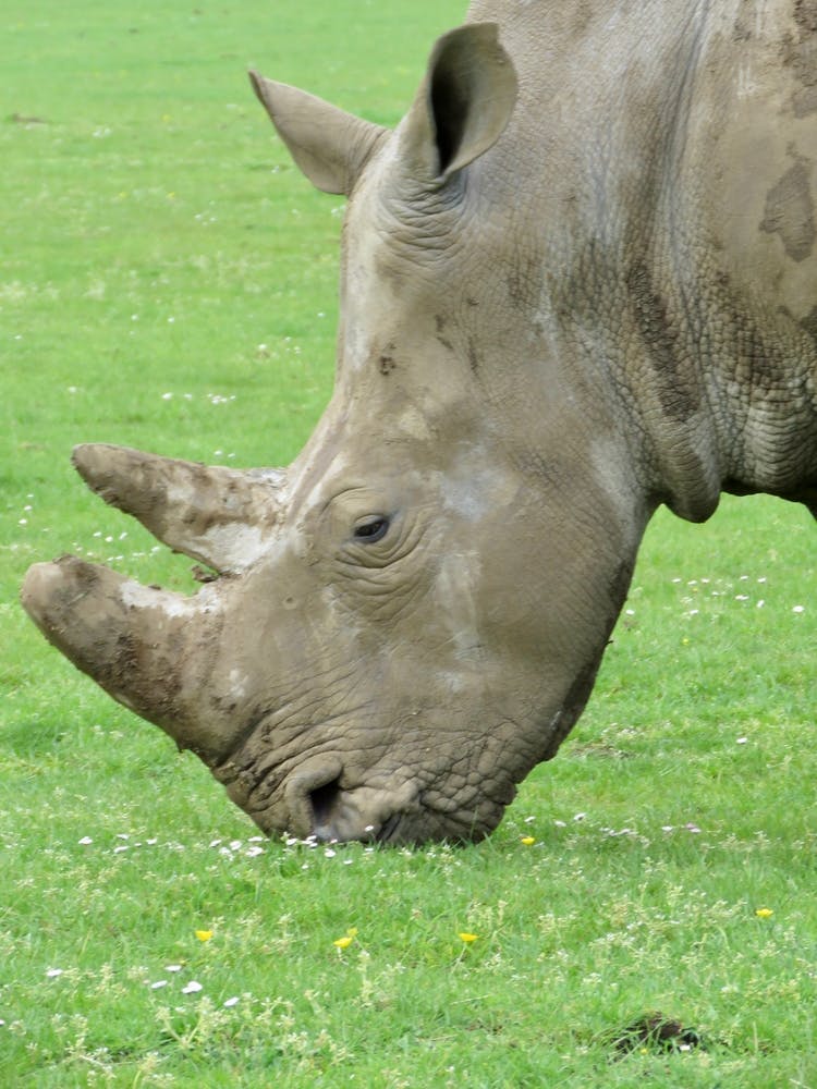 Rhinoceros Grazing Rhino