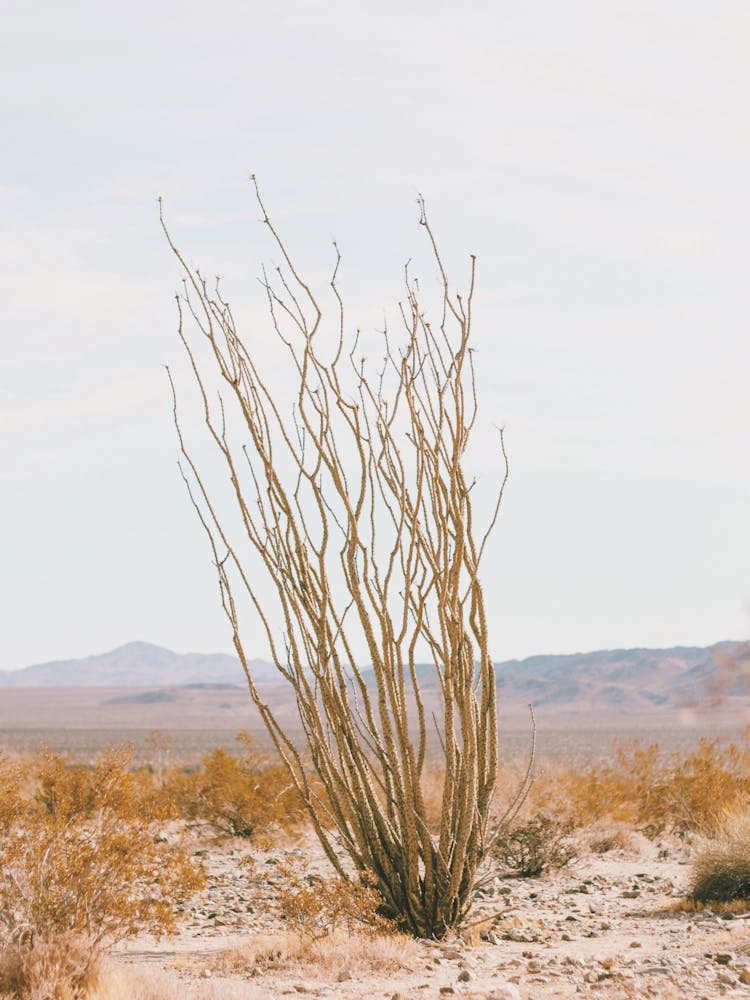 Ocotillo Cactus Desert