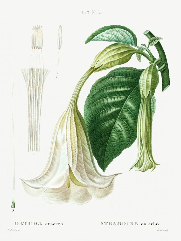 Angel S Trumpet, Pierre Joseph Redoute
