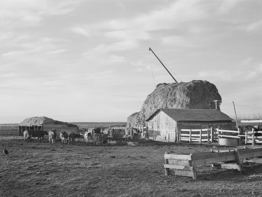 Untitled Photo, Possibly Related To Farmyard Of Farmer Living On Black Canyon Project, Canyon County