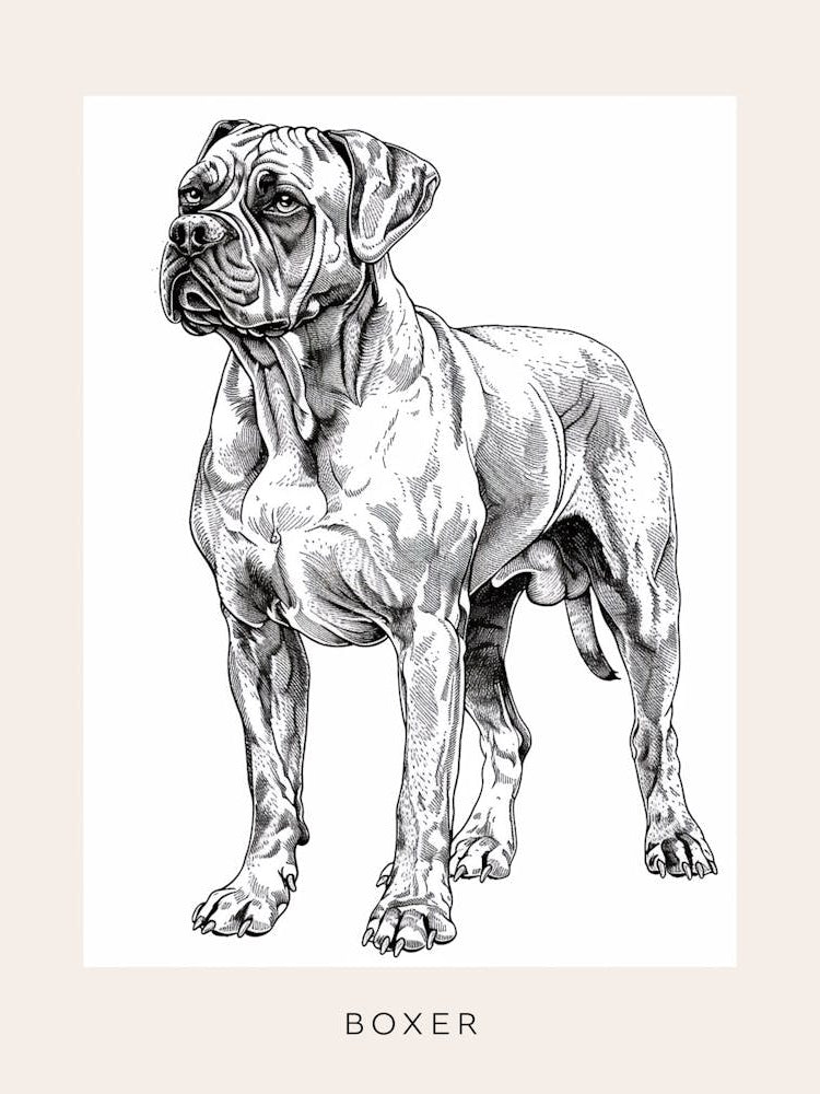 Boxer Dog Line Sketch 3 Poster