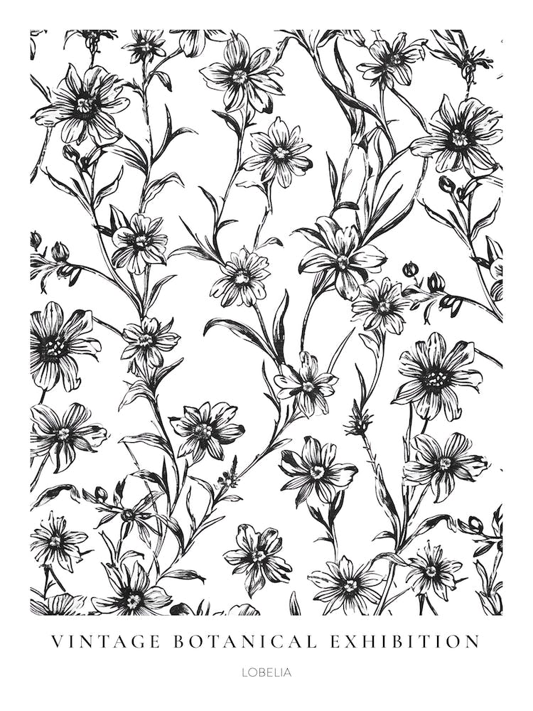 Lobelia B&W Vintage Botanical Poster