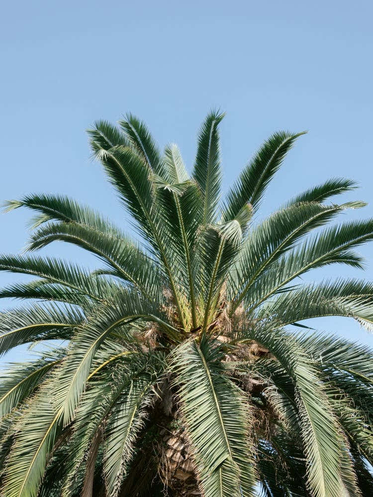 Palm Tree Against Blue Sky, Tenerife, Canary Islands