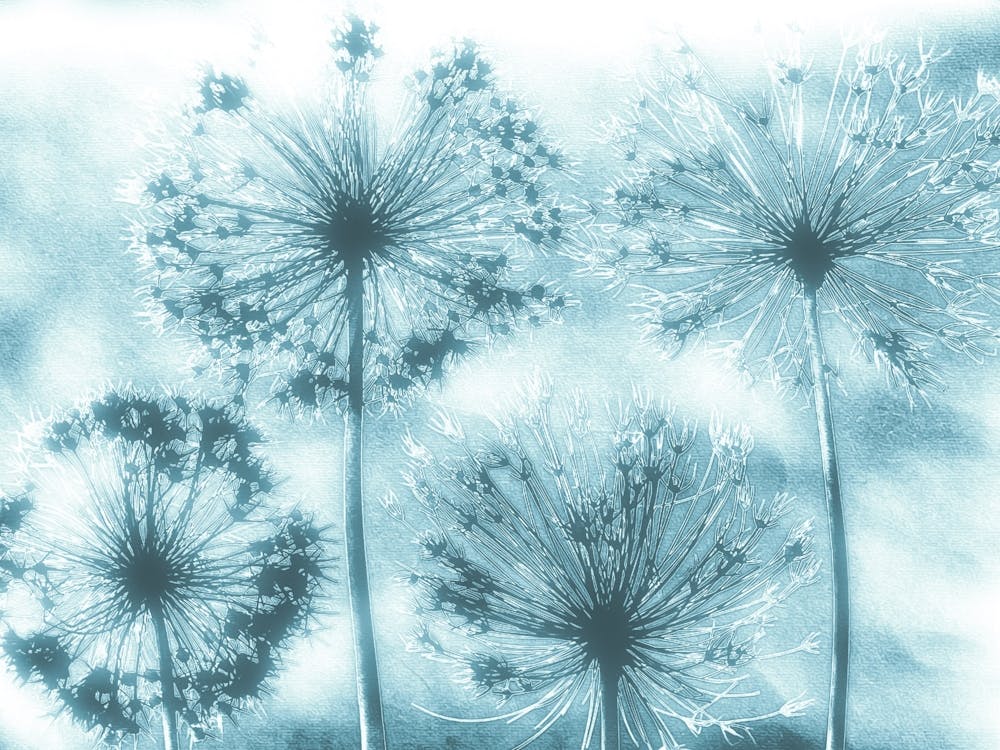 Teal white alliums