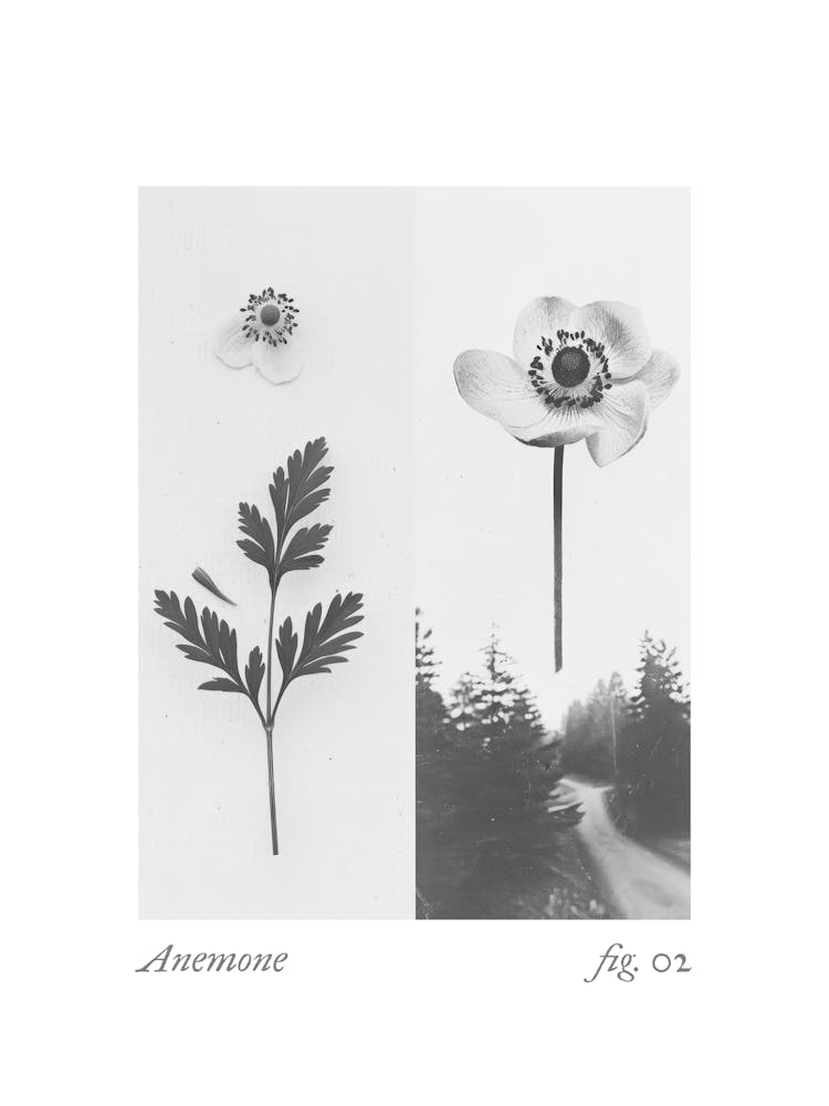 Anemone Botanical Collage 2