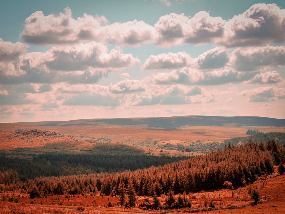Dartmoor Forest