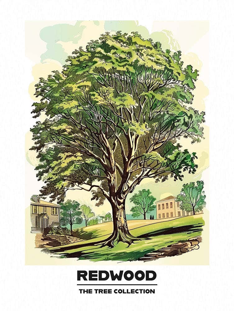 Redwood Tree Storybook Illustration 1 Poster